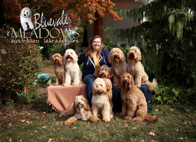 Bluevale Meadows Australian Labradoodles – group of eight Australian Labradoodles sitting outdoors with breeder