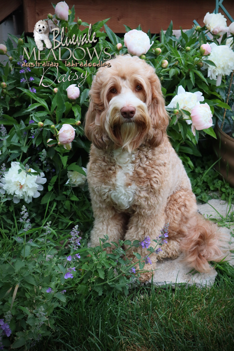 Australian labradoodle sitting in a flower garden at Bluevale Meadows