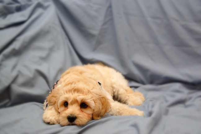 an australian labradoodle puppy in a snowy garden standing up on a log